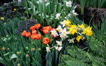 schöne gartengestaltung durch passende kombinationen aus frühlingsblumen im garten