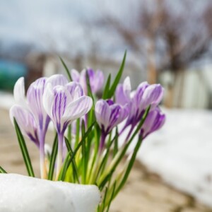 schöne Krokusse im Garten erste Frühlingsboten