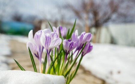schöne Krokusse im Garten erste Frühlingsboten