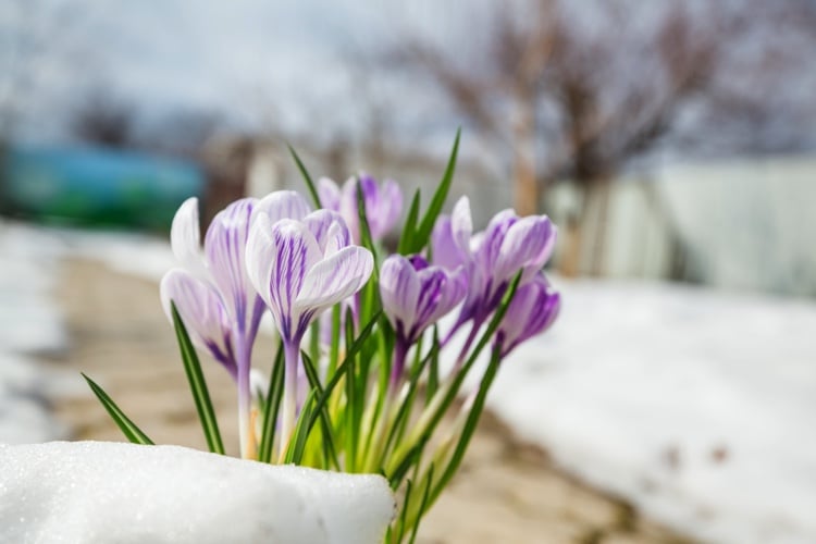 schöne Krokusse im Garten erste Frühlingsboten