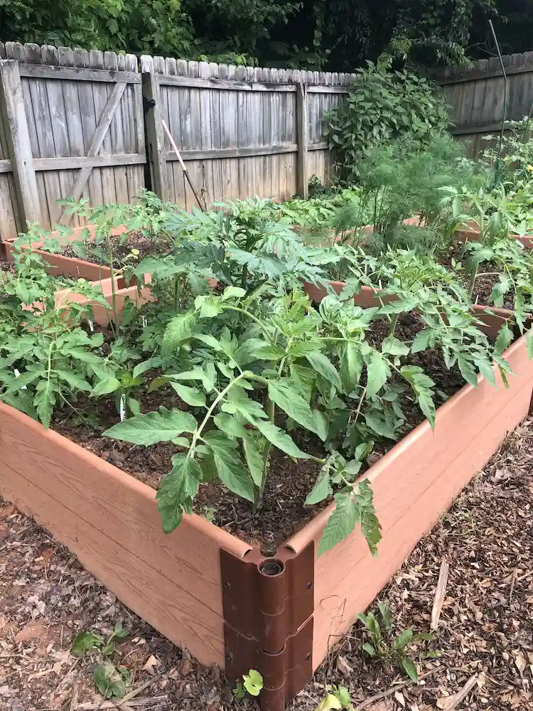 tomatenpflanze im gartenbeet anbauen und pflegen