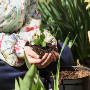 torffreie Erde für Blumen in Kübeln verwenden Tipps