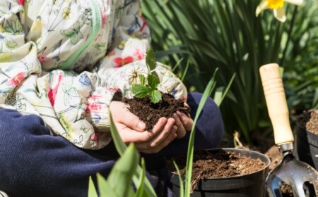 torffreie Erde für Blumen in Kübeln verwenden Tipps