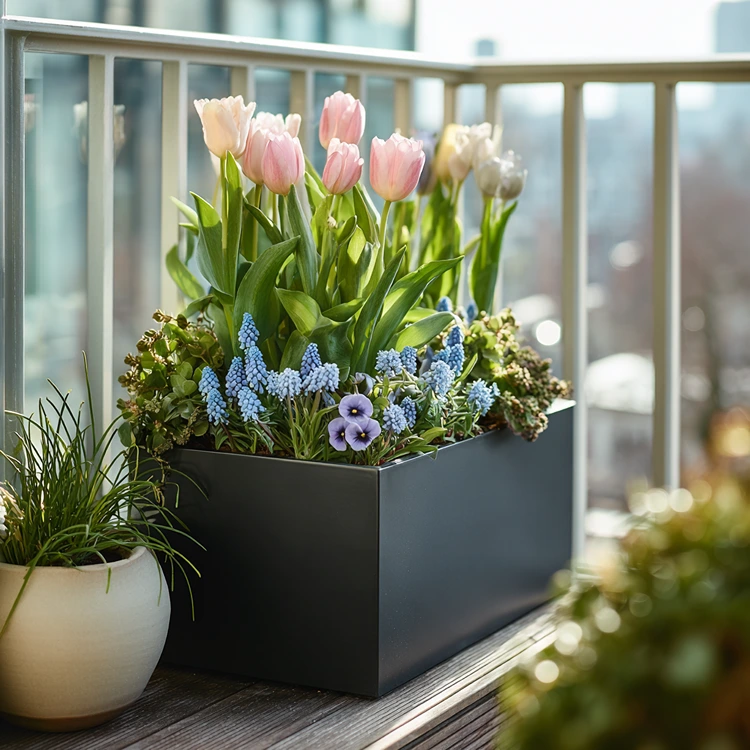 Tulpen, Hyazinthen und Anemonen für den Balkonkasten