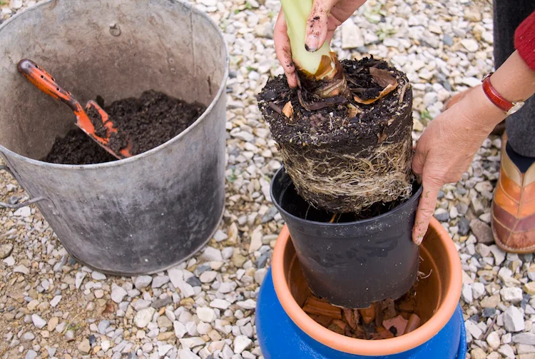 umtopfen von pflanzen und wechsel der blumenerde als unerlässliche pflanzenpflege erforderlich