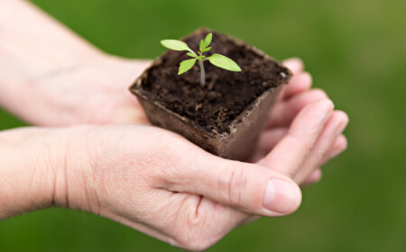 verpflanzung aus sämlingen im frühjahr bei der gartenarbeit möglich