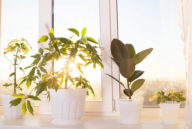 verwelkte pflanze an guten lichtverhältnissen und sonnenlicht anpassen und vor absterben schützen