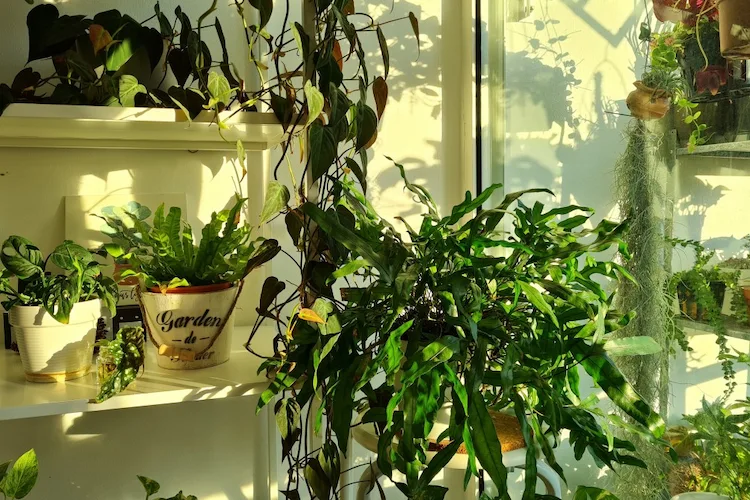 von pflanzen benötigtes sonnenlicht durch ausrichtung und fehler balkonbepflanzung falsch machen