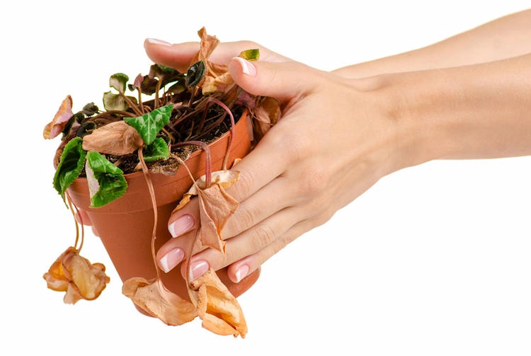wie hobbygärtner mit einigen tipps und tricks zur pflanzenpflege eine verwelkte pflanze retten können