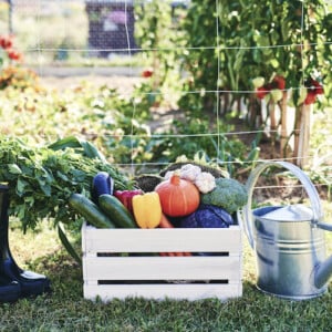 wie sich ein garten für anfänger am besten anlegen läst und bessere ernte liefert