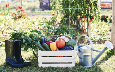 wie sich ein garten für anfänger am besten anlegen läst und bessere ernte liefert