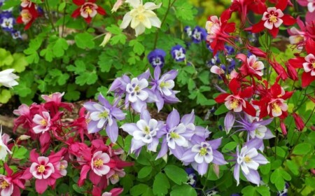 Akeleien im Garten – Wie pflegt man sie