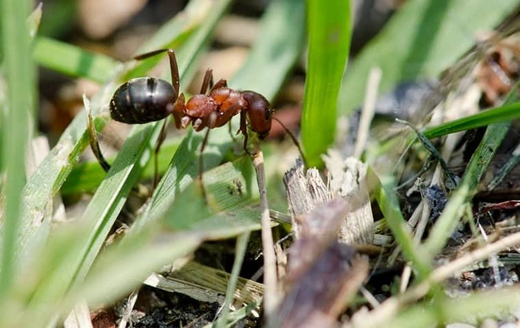 Ameisen im Rasen bekämpfen - Mit Hausmitteln können Sie sie loswerden