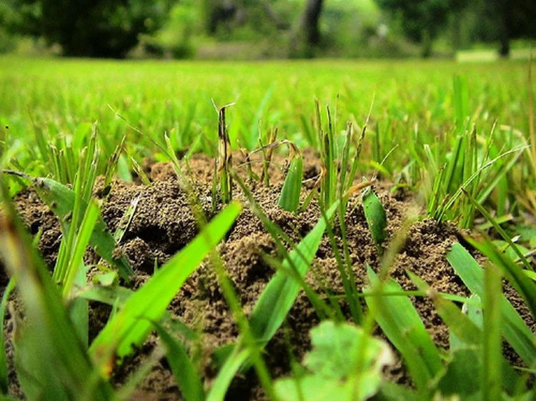 Ameisen im Rasen bekämpfen ohne Schädigung des Grases