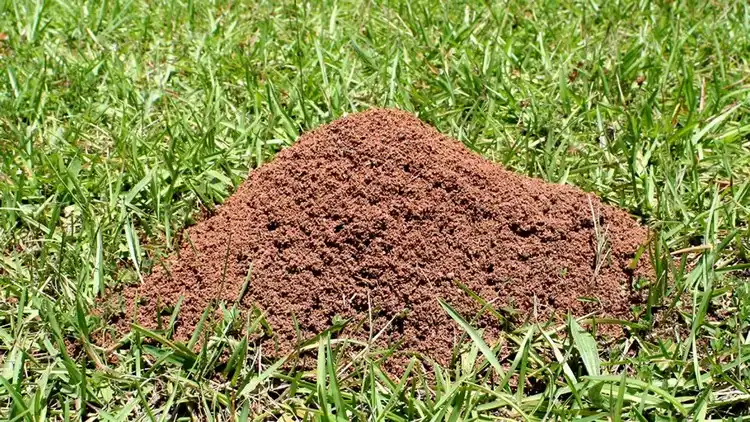 Ameisen können Ihren Rasenflächen uneben machen