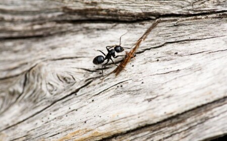Ameisen lieben besonders Holzoberflächen