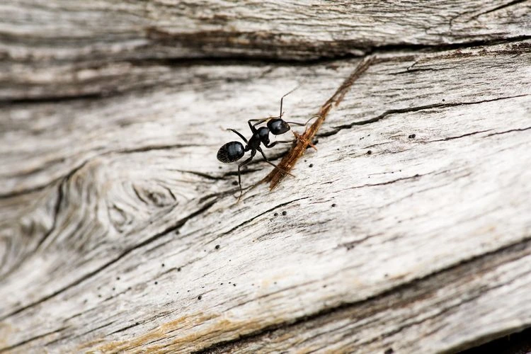 Ameisen lieben besonders Holzoberflächen