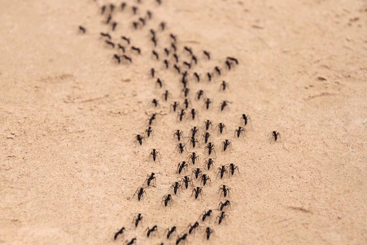 Ameisen marschieren in einer Linie und eine Ameisenstraße bildet sich