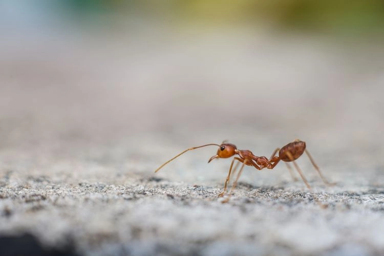 Ameisen sind wahre Nutztierchen, jedoch im Haus lästig
