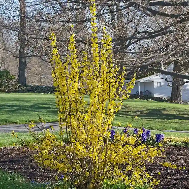 Anbau von Forsythien wird kritisiert, weil sie nutzlos für die Natur sind