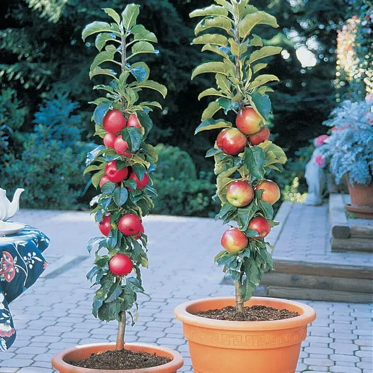 Apfelbaum auf der Terrasse - beliebte Obstsorte