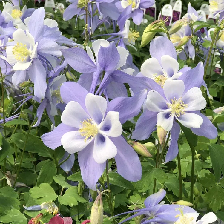 Aquilegia „BlueBird“ blüht mit langspornigen blauen und weißen Blüten