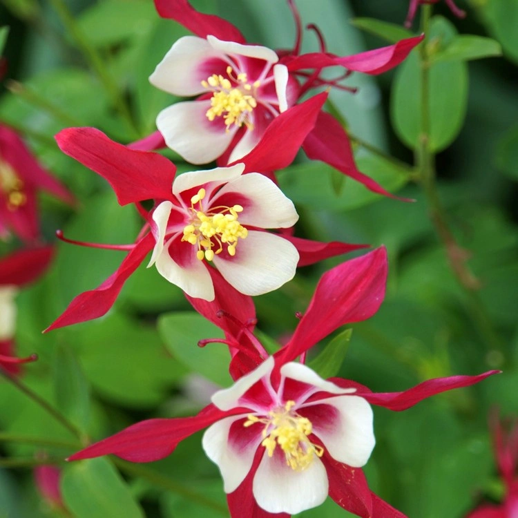 Aquilegia „Crimson Star“ hat langspornige, karminrote Blüten