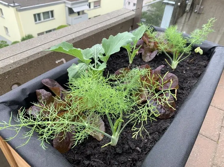 Auf dem Balkon in kleinen Töpfen kann man Wurzelpflanzen züchten