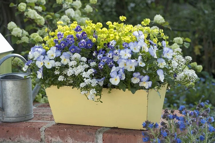 Blumen in Balkonkästen pflanzen - Welche können Sie im April anbauen