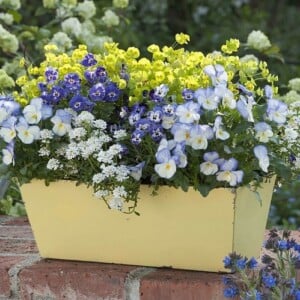 Balkonkästen pflanzen - Welche können Sie im April anbauen