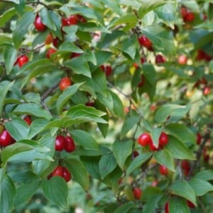 Beeren Gehölzen für Naturhecke kombinieren