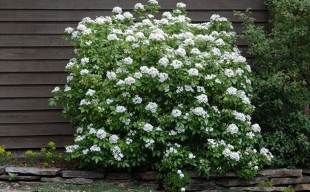 Befolgen Sie diese Anleitung, um die mexikanische Orangenblume in den Garten zu pflanzen 