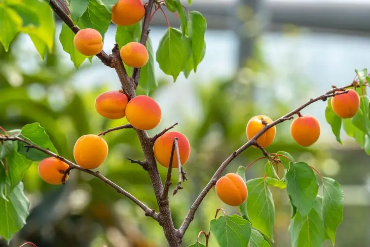Beliebtes Balkonobst - Aprikose einpflanzen