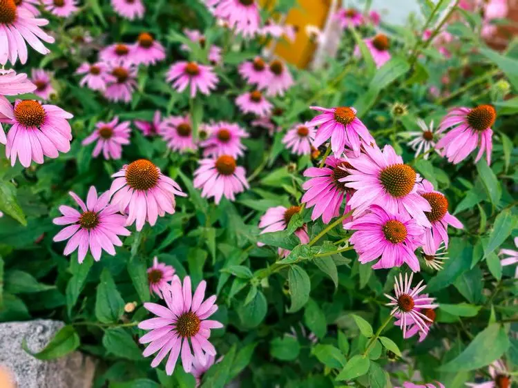 Beste Blumen zur Vorgartengestaltung - Purpur-Sonnenhut