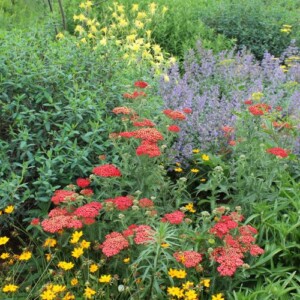 Bienentrachtpflanzen im Garten natürlich gestalten Tipps