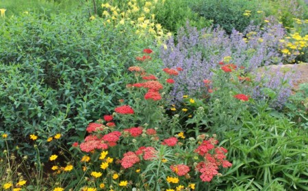 Bienentrachtpflanzen im Garten natürlich gestalten Tipps