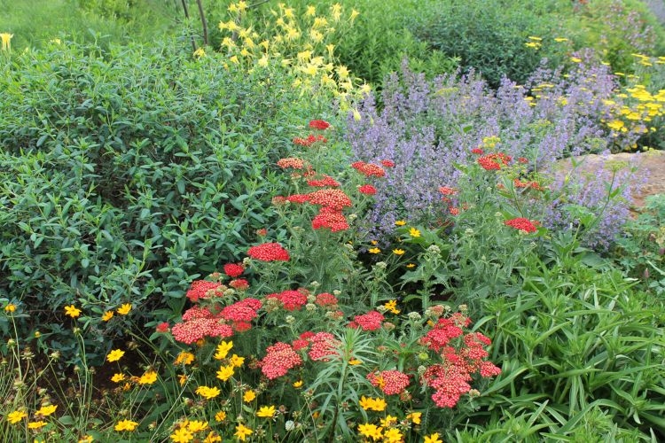 Bienentrachtpflanzen im Garten natürlich gestalten Tipps