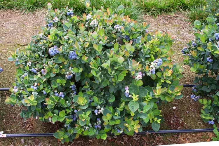 Blaubeerstrauch richtig im Garten kultivieren und kombinieren