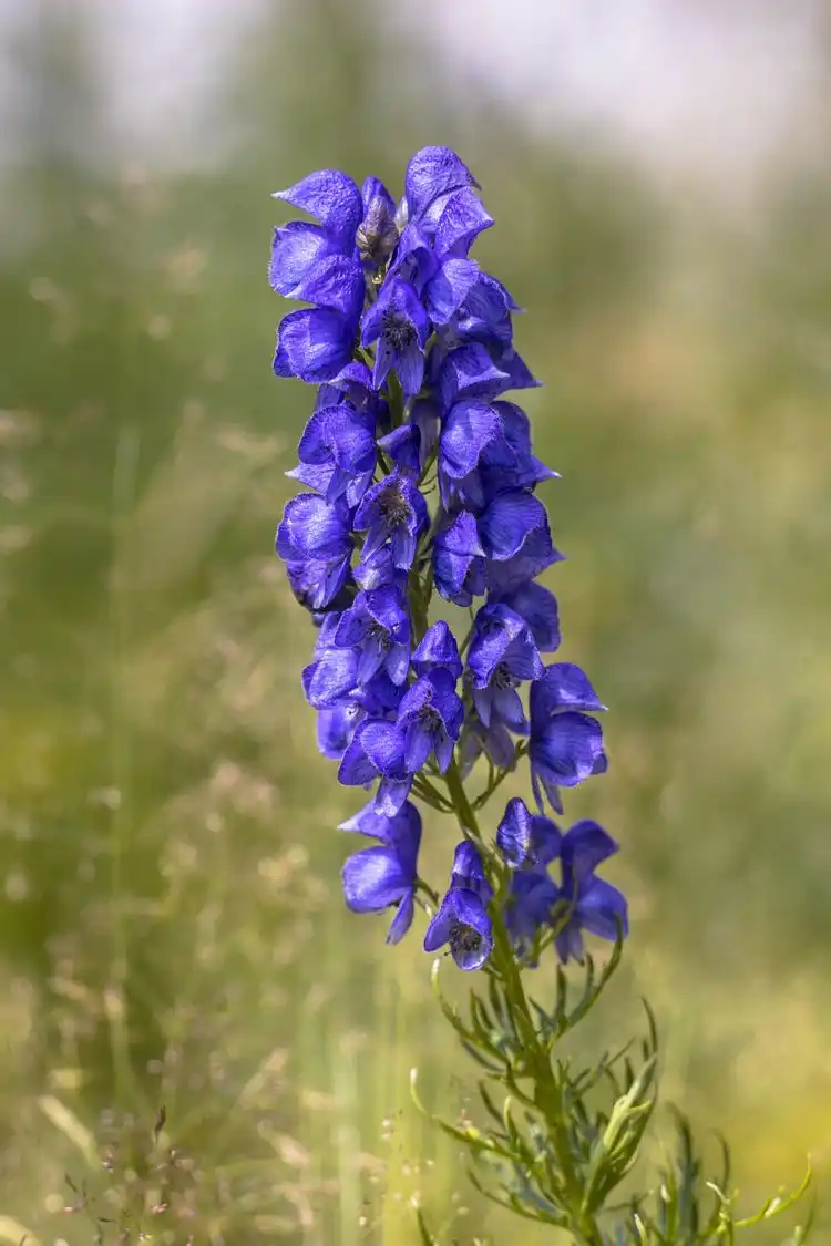 Blauer Eisenhut als Blume für den Vorgarten