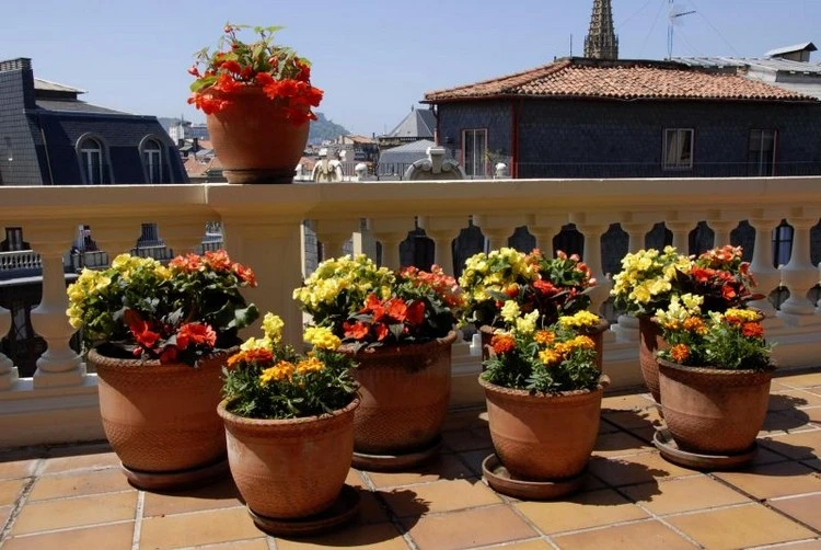 Blühende Kübelpflanzen - Begonien für schattige Terrassen