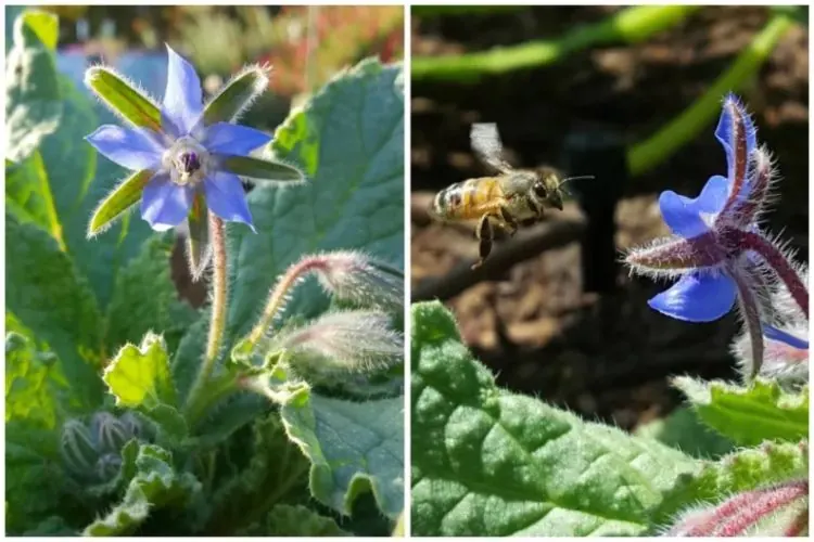 Borretsch Blume ist Magnet für Bienen im Garten