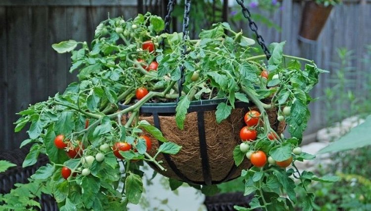 Tomaten hängend anbauen: Tipps für den Anbau auf Balkon und Terrasse ...