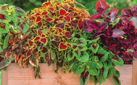 Coleus ist eine der berühmtesten Balkonblumen