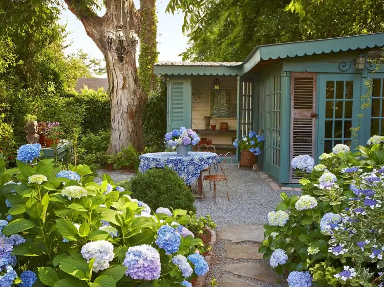 Cottage Garten mit blauen Hortensienblüten im Beet