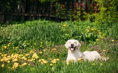 Den heimischen Garten hundesicher machen Tipps