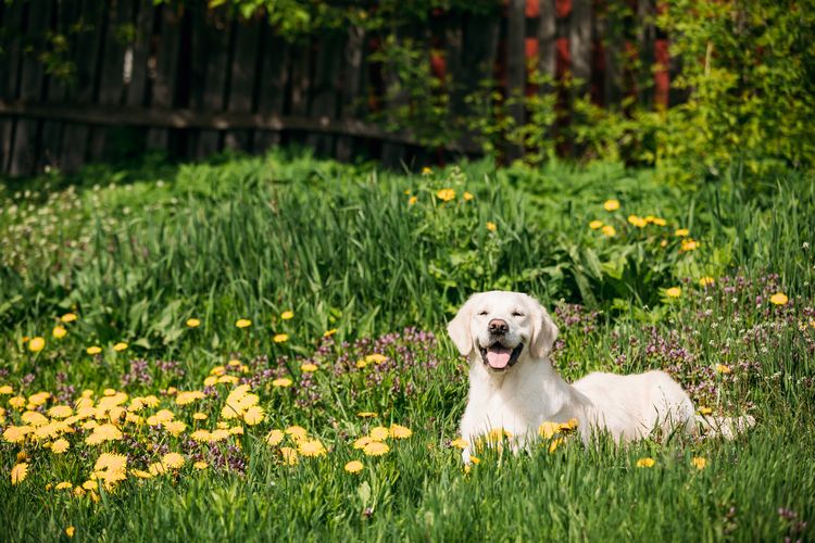 Den heimischen Garten hundesicher machen Tipps