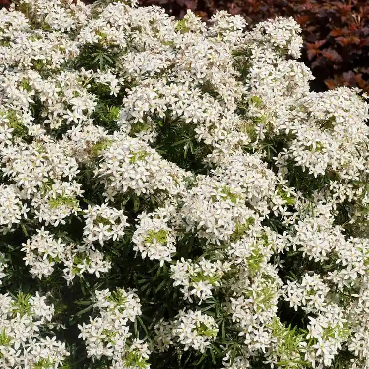 Die Blüten von Choisya dewitteana White Dazzler haben ein spezifisches Zitrusaroma