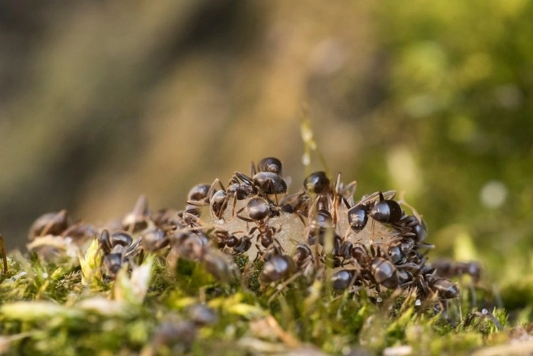 Die meisten Ameisen bevorzugen trockene, sandige Böden