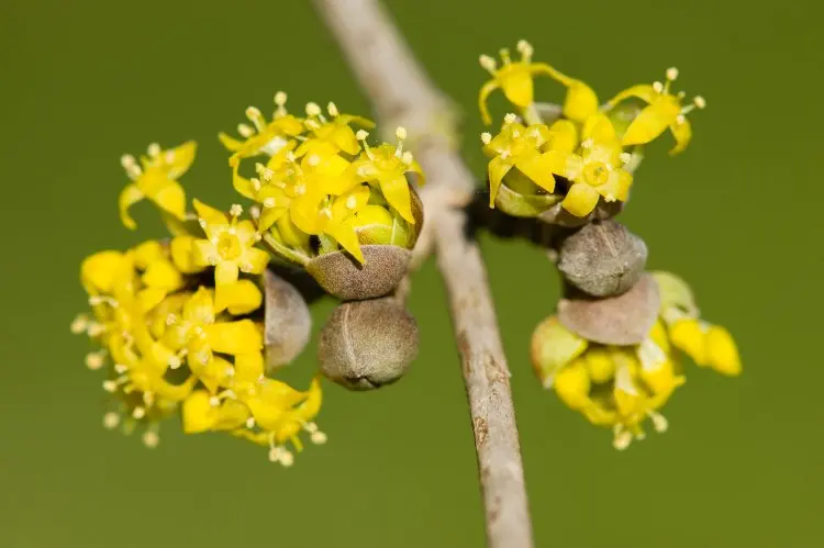 Dörlitze Blumen gelb reich an Pollen und Nektar