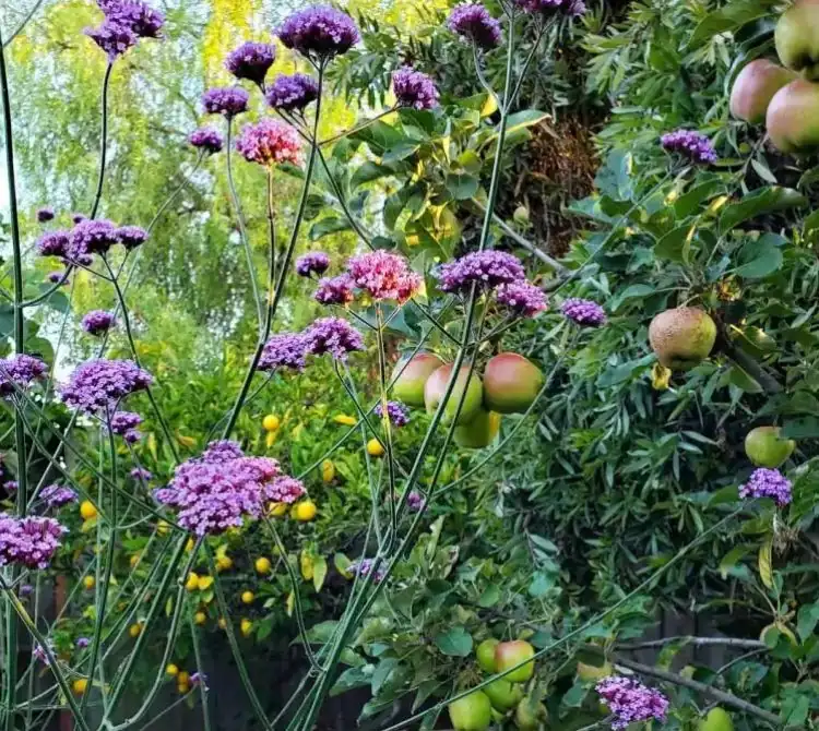 Eisenkraut im Garten pflanzen Bienenfreundlich neben Obstbaum